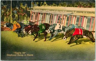 Vintage Florida Postcard " They 