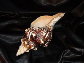 Large Vintage 11.  5in White W/ Brown Trumpet Seashell Giant Conch 12 " Sea Shell