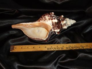 LARGE VINTAGE 11.  5in White w/ Brown Trumpet Seashell GIANT Conch 12 