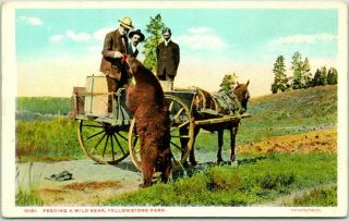 Vintage Yellowstone National Park Postcard " Feeding A Wild Bear " Haynes C1920s
