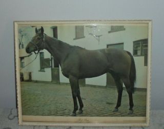 Vintage Red Rum - Horse Photo Taken By Freddie Reed - Framed