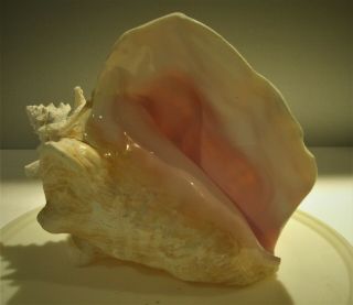 Vintage Large Queen Conch Sea Shell Pink Natural Beach 9 " X 7 1/2 " X 7 "
