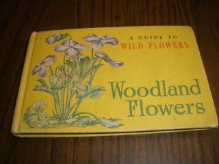 Vtg Whitman A Guide To Wild Woodland Flowers Illustrated In Color Everett 1945