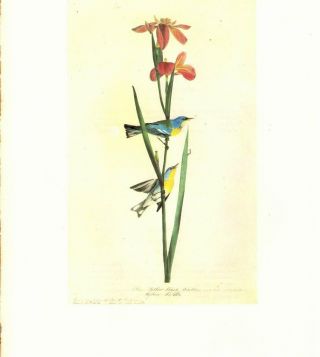 John James Audubon: Parula Warbler - Vtg 1966 Bookplate Bird Art Print