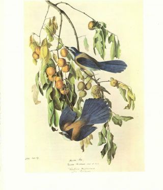 John James Audubon: Scrub - Florida Jay - Vtg 1966 Bookplate Bird Art Print