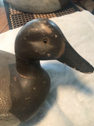Ken Harris Canvasback Hen Duck Decoy Paint Been Repaired