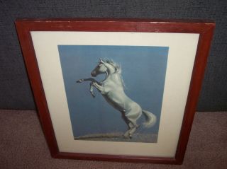 Vtg C W Anderson Horse Lithograph Rearing White Stallion Print In Frame