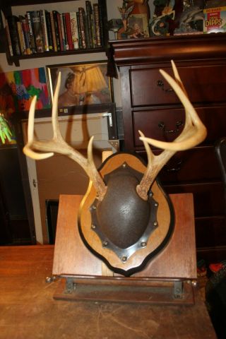 Vintage East Tennessee Whitetail Deer Antlers European Mount 11 " X 13 - 1/2 "