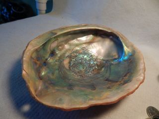 Vtg Iridescent Green Abalone Sea Shell Mother Of Pearl Polished Display Jewelry
