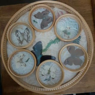 7 Piece Vintage Bamboo Serving Tray & 6 Coaster Set Real Butterfly Design