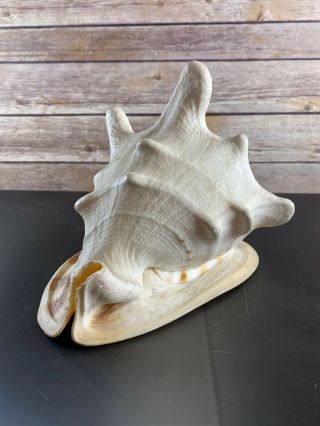 Vintage Ala Makana Hawaii Conch Shell Drilled For Blowing Sticker 6 "