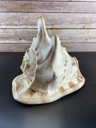 Vintage Ala Makana Hawaii Conch Shell Drilled for Blowing Sticker 6 
