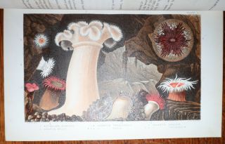1860 A History Of British Sea Anemones And Corals First Edition 12 Colour Plates