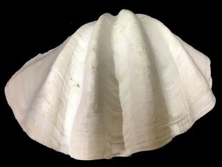 Vintage Ocean Clam Shell White Single 9.  5 " Wide