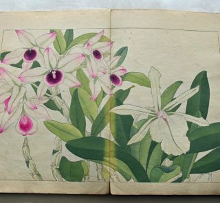 1917 Japanese Woodblock Print Book 4 Western Flower Botany Autumn & Winter