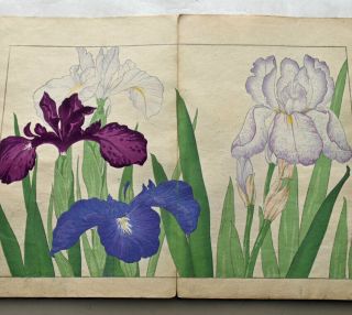 1917 Japanese Woodblock Print Book 2 Western Flower Botany Spring Tulip Poppy