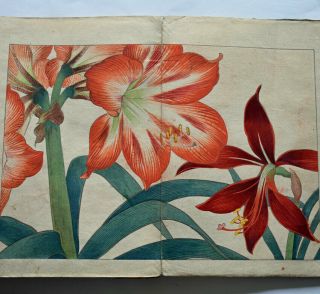 1917 Japanese Woodblock Print Book 2 Western Flower Botany SPRING tulip poppy 3
