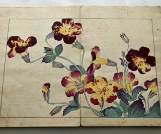 1917 Japanese Woodblock Print Book 2 Western Flower Botany SPRING tulip poppy 4