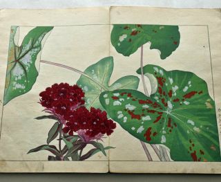 1917 Japanese Woodblock Print Book 2 Western Flower Botany SPRING tulip poppy 5