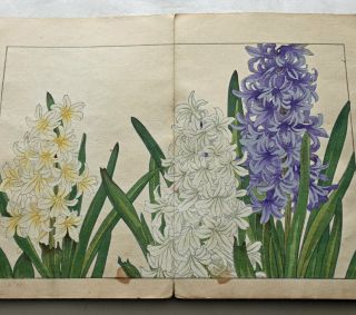 1917 Japanese Woodblock Print Book 2 Western Flower Botany SPRING tulip poppy 6