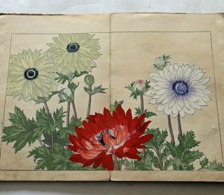 1917 Japanese Woodblock Print Book 1 Western Flower Botany Spring Tulip Poppy