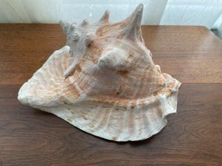 Large Vtg Queen Conch Shell Seashell Horned Pink Inside No Harvest Hole 8 