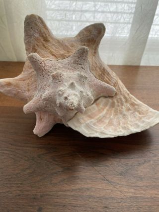 Large Vtg Queen Conch Shell Seashell Horned Pink Inside No Harvest Hole 8 