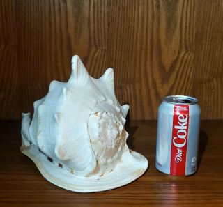 Vtg Queen Helmet Conch Sea Shell Seashell - Natural,  Large,