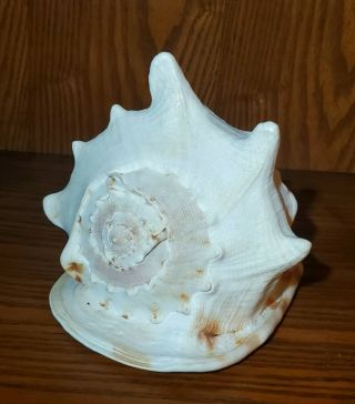 VTG Queen Helmet Conch Sea Shell Seashell - Natural,  Large, 2