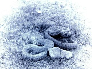 1907 Photographic Glass Plate Negative 5 " X 7 " Two Huge Rattlesnakes
