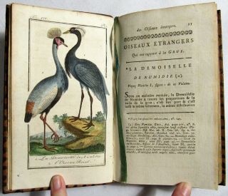 Antique 1787 Ornithology Hand Colored Plates Natural History Buffon Water Birds