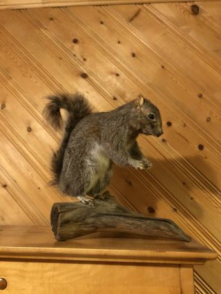 Vintage Taxidermy Real Stuffed Squirrel Mount Jackalope Weasel Home Decor Art Gi