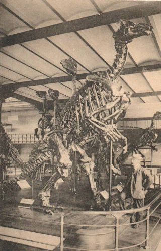 Vintage Postcard: Iguanadon Dinosaur Skeleton Brussels Natural History Museum 19
