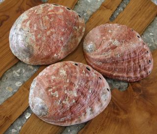 3 Vintage Red Abalone Sea Shells Unpolished 8 