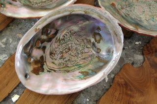 3 Vintage Red Abalone Sea Shells Unpolished 8 