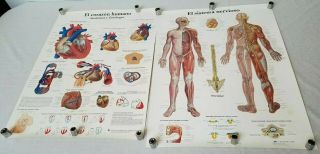 2 Medical Charts Posters Heart Corazon & Nervous Nervioso Systems Vtg Spanish