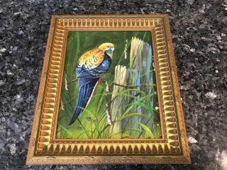 Vintage Oil Painting Of A Parakeet Or Parrot Framed 13”x11” Colorful A3