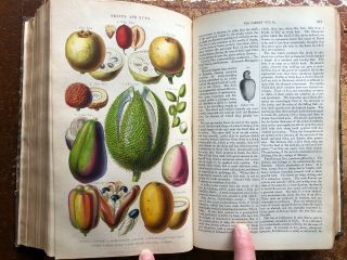 1855 A History Of The Vegetable Kingdom - William Rhind - 40 Plates,  22 In Colour,  Ill