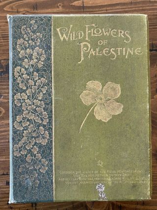 Wildflowers Of Palestine Holy Land Harvey Greene 1895 Botanical Book Flowers