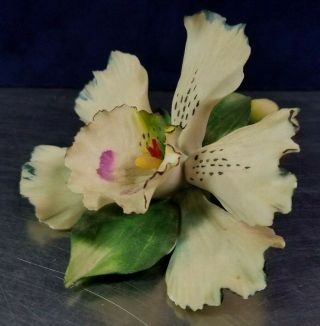 Vtg Capodimonte Porcelain Flower Figurine,  Cattleya Orchid,  Signed Crown N Italy