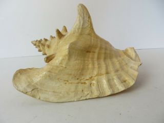 Vintage Large Conch Sea Shell Souvenir of Pensacola FL Approx 8 