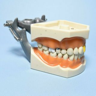 Columbia Dentoform Full Mouth Teeth W Gums Vintage Dentist Model