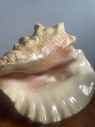 Decorative Extra Large Queen Conch Seashell Shell 8 - 10 " Vintage