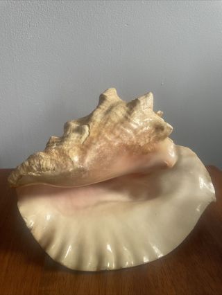 Decorative Extra Large Queen Conch Seashell Shell 8 - 10 