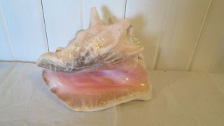 Large Vtg Queen Conch Shell Seashell Horned Pink Inside No Harvest Hole 8 "