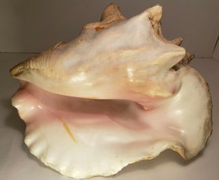 Large Vtg Queen Conch Sea Shell 10 " Long,  Natural Nautical Decor Piece