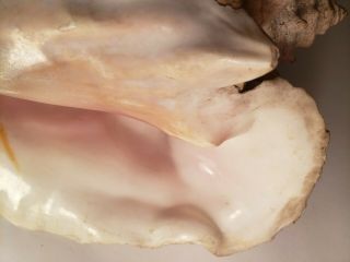 Large Vtg Queen Conch Sea Shell 10 