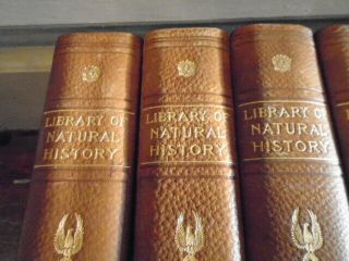 1910 Library of Natural History 6 Vols.  Animals/illustrated/Complete Set 2