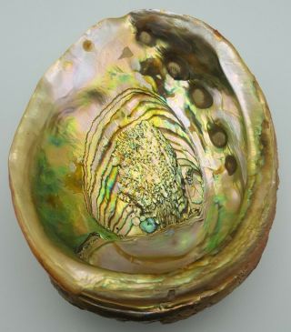 Abalone Shell w/Lucite Feet Footed Trinket Candy Bowl Large 8 