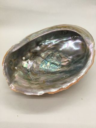 Vintage Red Abalone Shell 7 - 5/8”